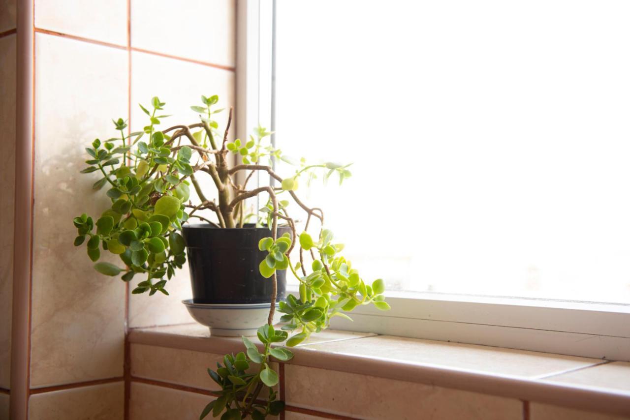 Central Apartment Тимишоара Екстериор снимка
